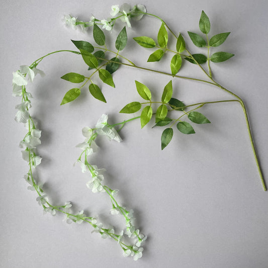 White Trailing Wisteria