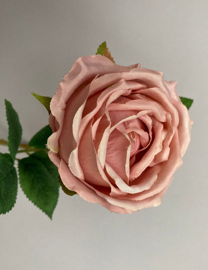 Pink Globe Rose