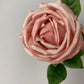 Pink Globe Rose