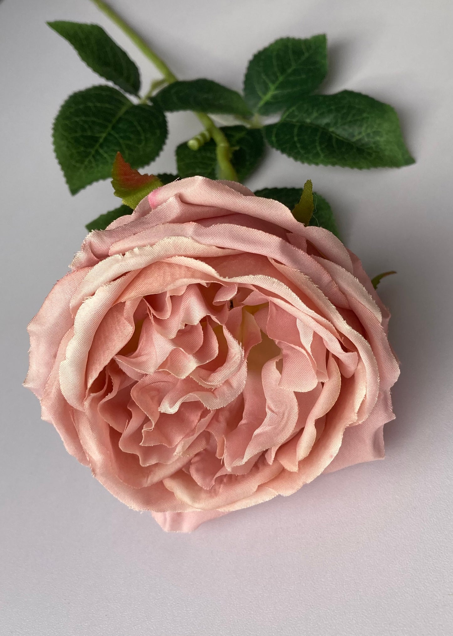 Soft Pink Open Rose