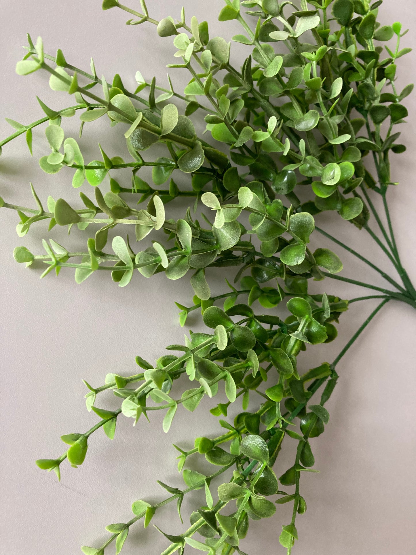 Mini Boxwood Bush Foliage