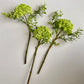Green Cluster Berry 3 Stems