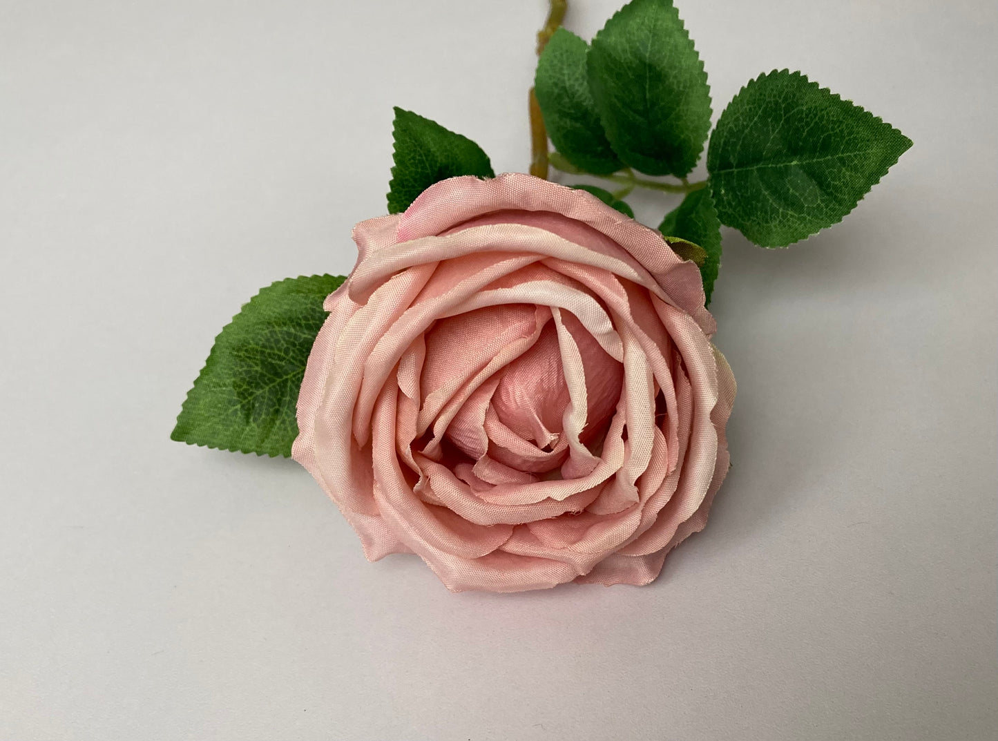 Pink Globe Rose