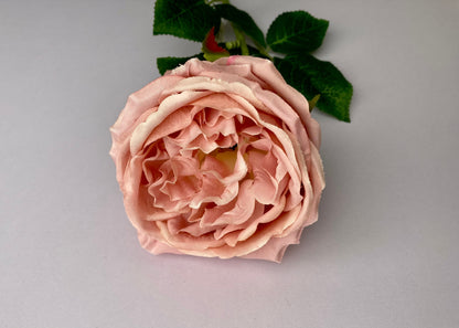 Soft Pink Open Rose