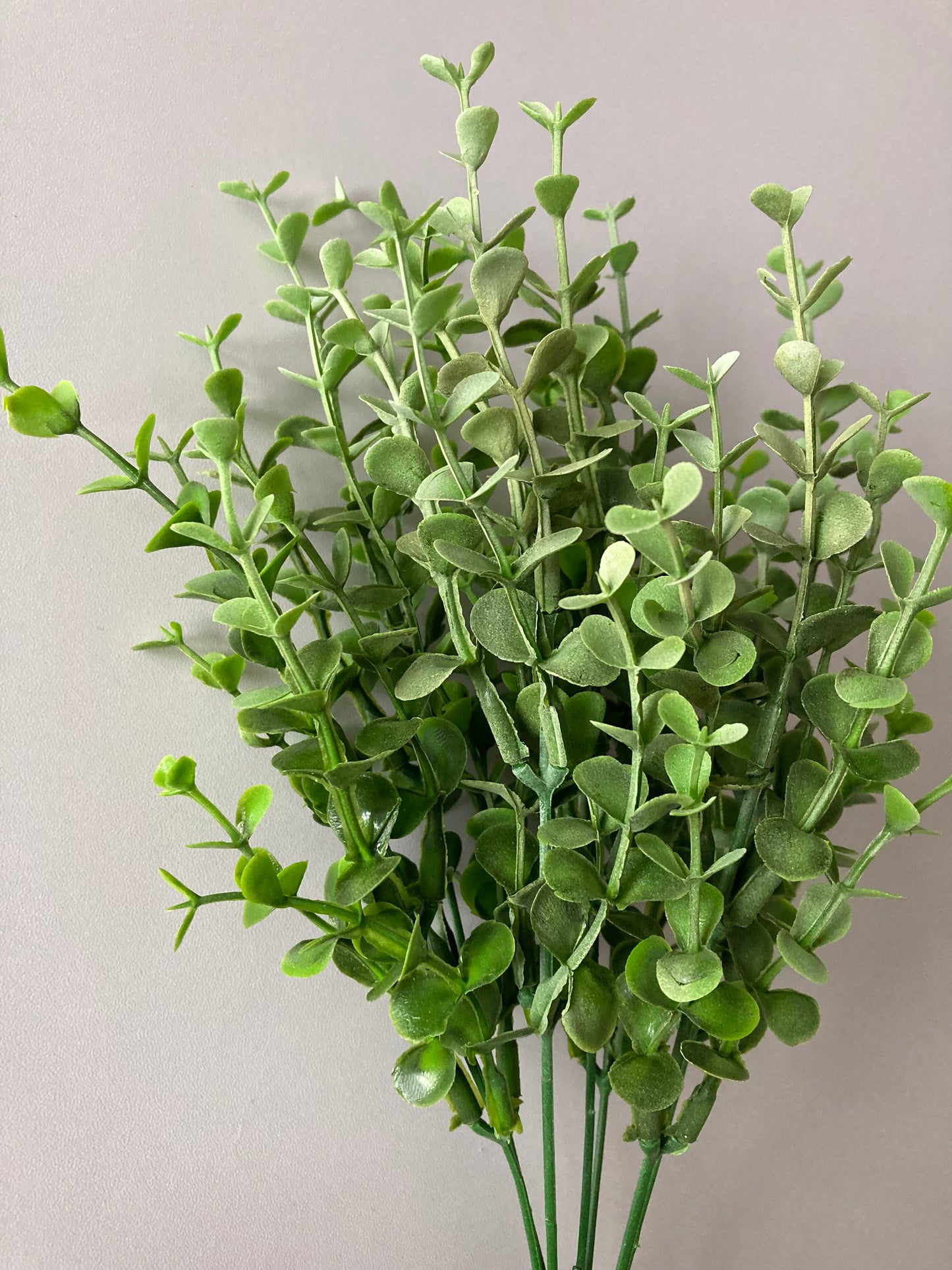 Mini Boxwood Bush Foliage