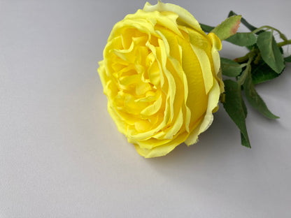 Yellow Open Rose