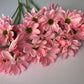 Pink Large Gerbera Bunch