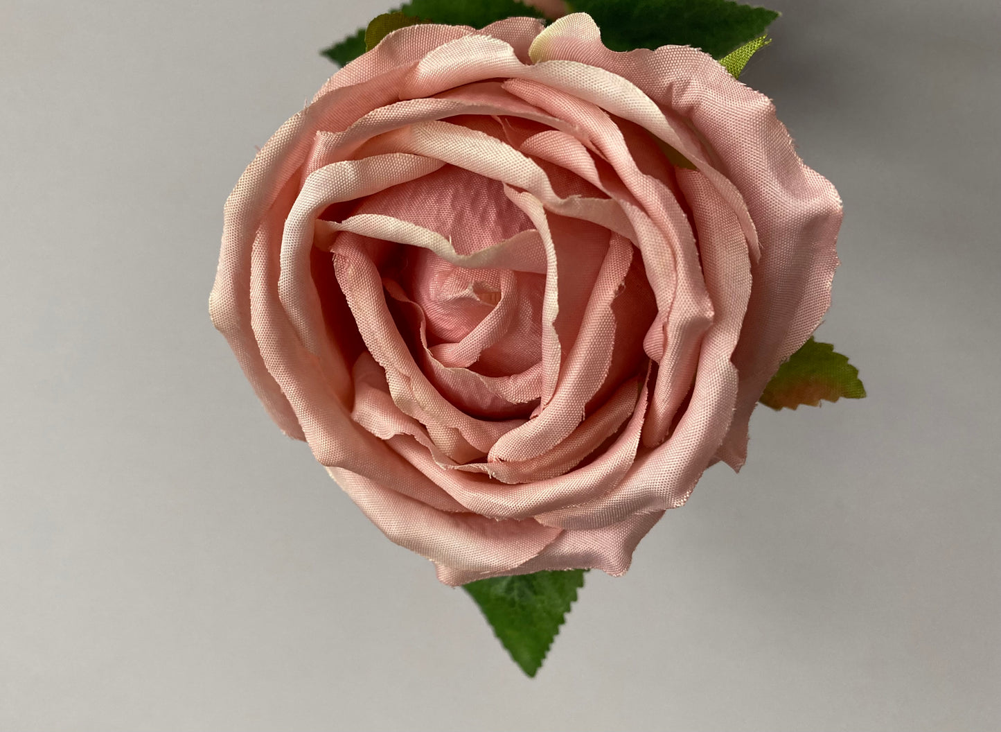 Pink Globe Rose