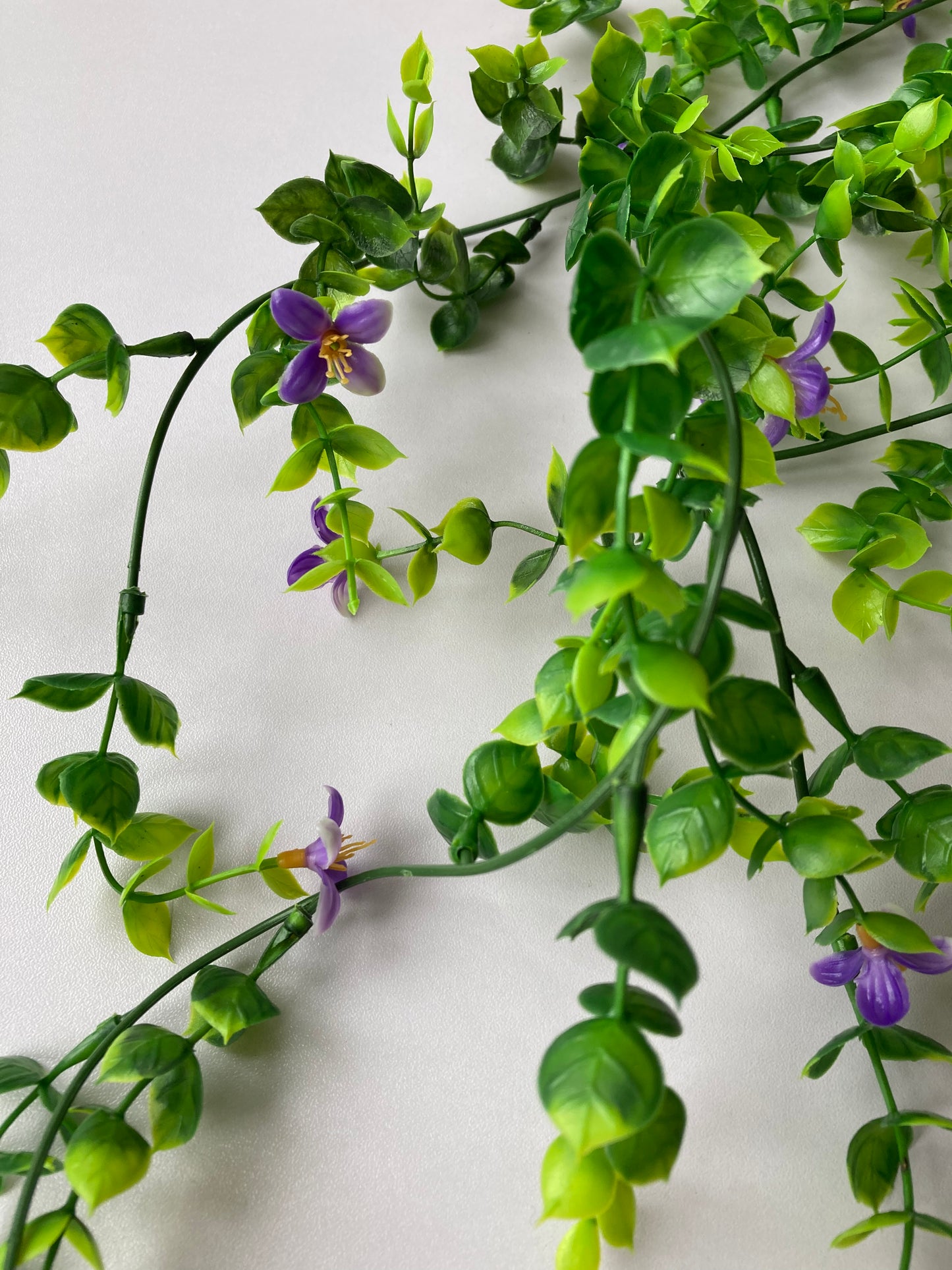 Purple Flowering Trailing