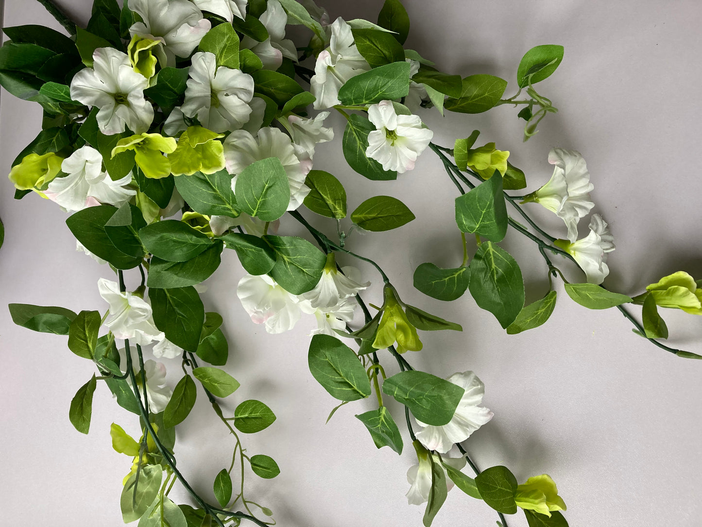 White Morning Glory Trailing