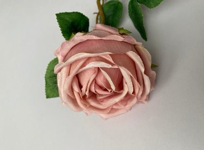 Pink Globe Rose