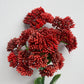 Deep Red Sedum Spray