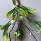 Door Hanging Mistletoe/Pick