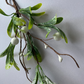 Door Hanging Mistletoe/Pick