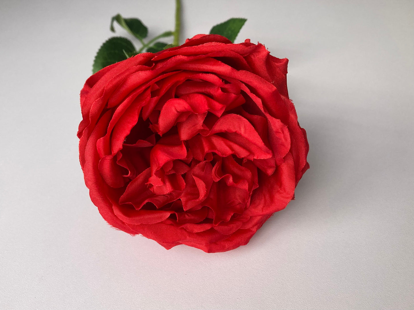 Red Single Open Rose