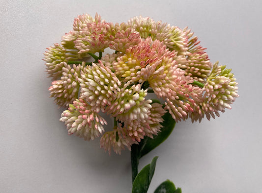 Light Pink Sedum Stonecrop Spray