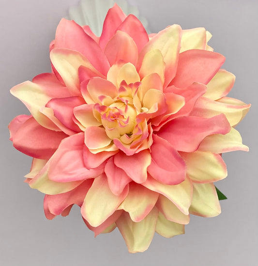 Large Dahlia Single Stem