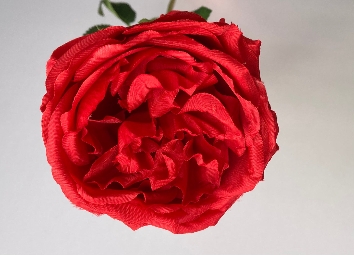 Red Single Open Rose