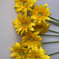 Yellow Gerbera Bunch