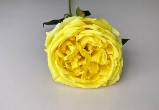 Yellow Open Rose