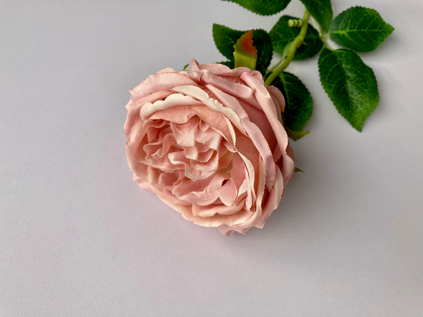 Soft Pink Open Rose