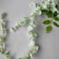 White Trailing Wisteria