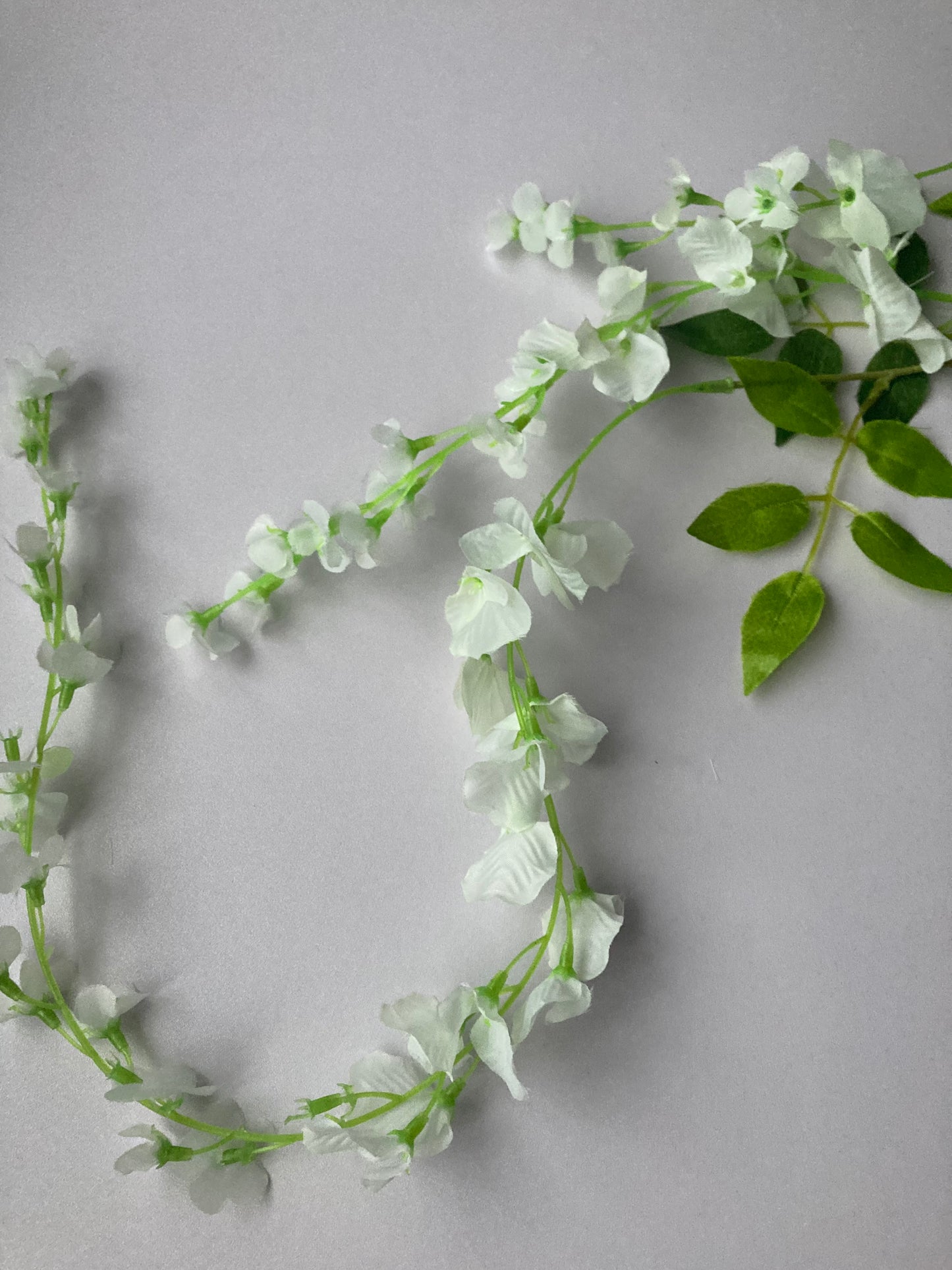 White Trailing Wisteria