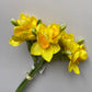 Small Daffodil Bunch