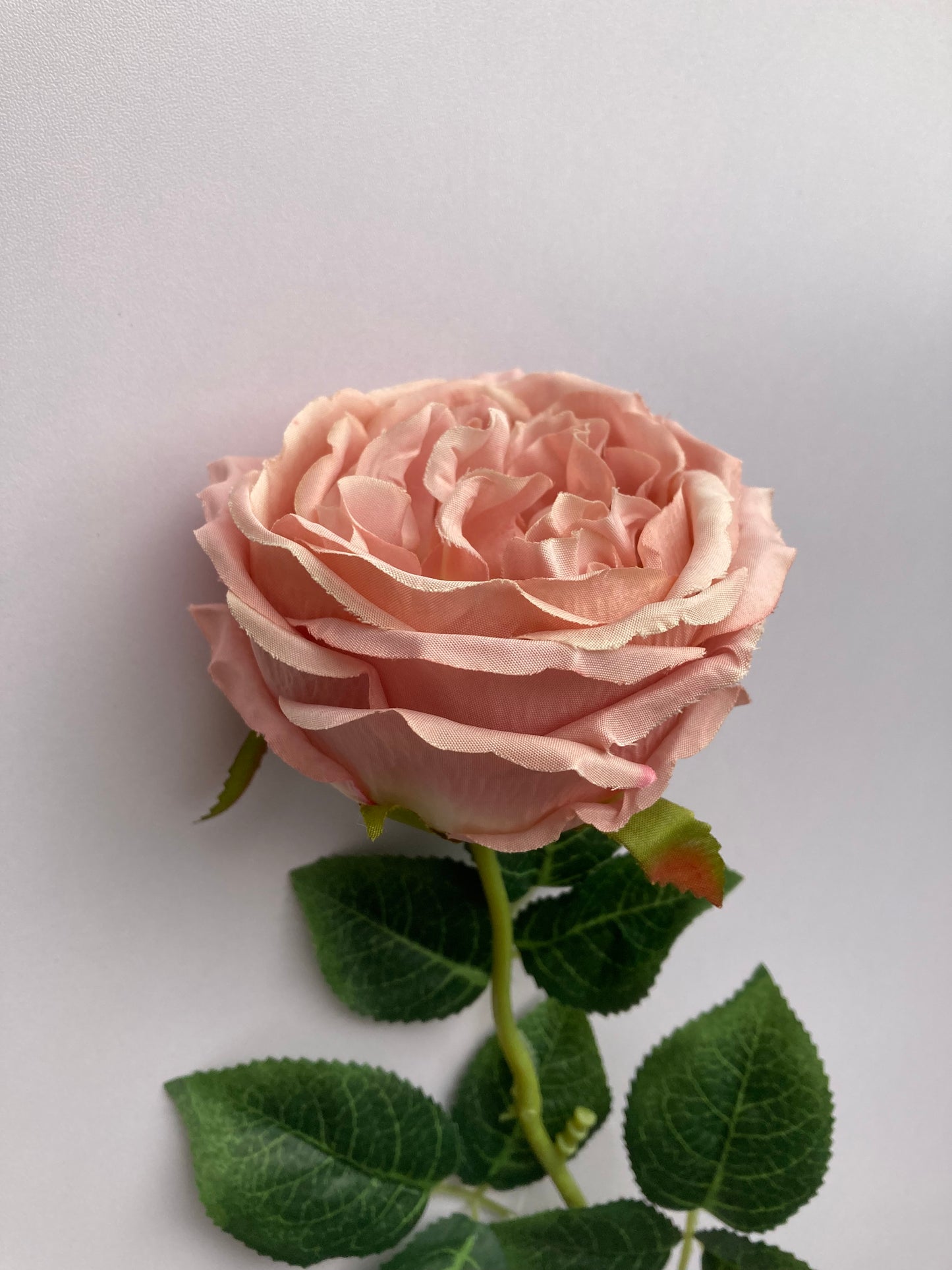 Soft Pink Open Rose