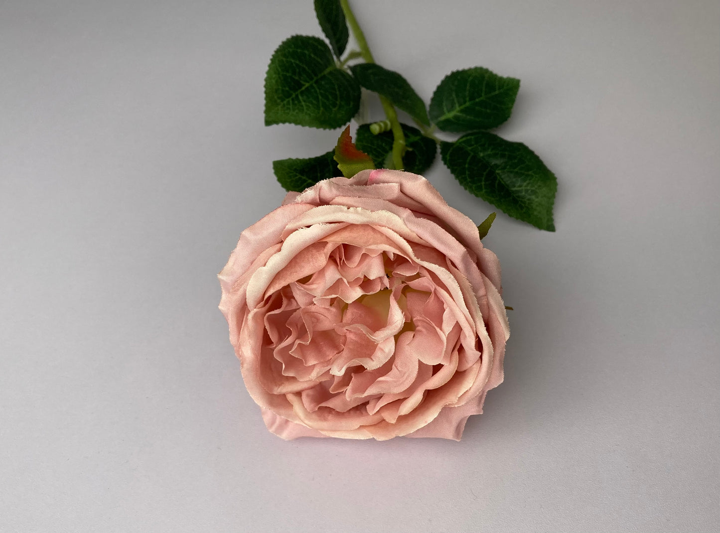 Soft Pink Open Rose