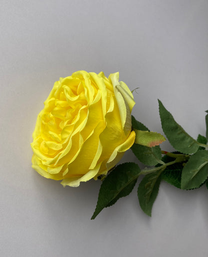 Yellow Open Rose