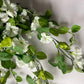 White Morning Glory Trailing