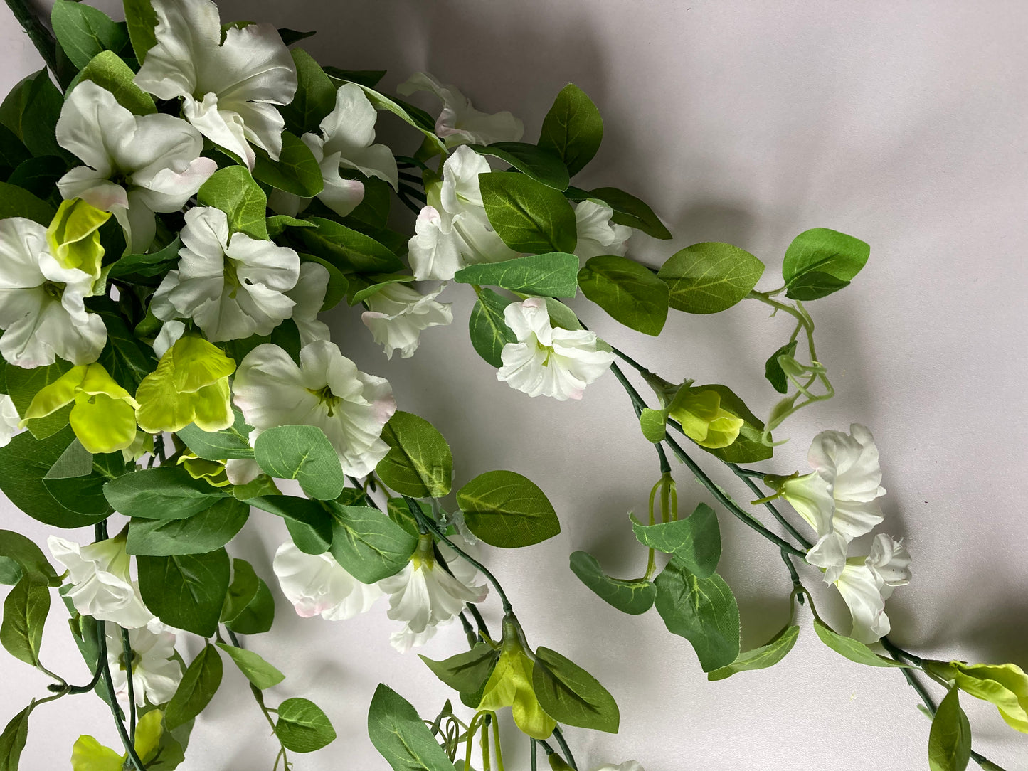 White Morning Glory Trailing