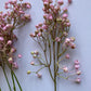 Light Pink Baby's Breath Bunch