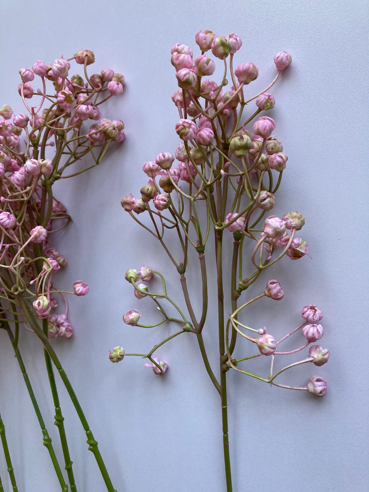 Light Pink Baby's Breath Bunch