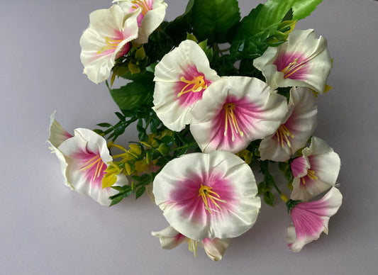 Pink Centre Morning Glory Bunch