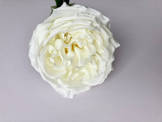 White Open Rose Single Stem