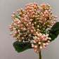 Light Pink/White Berry Cluster