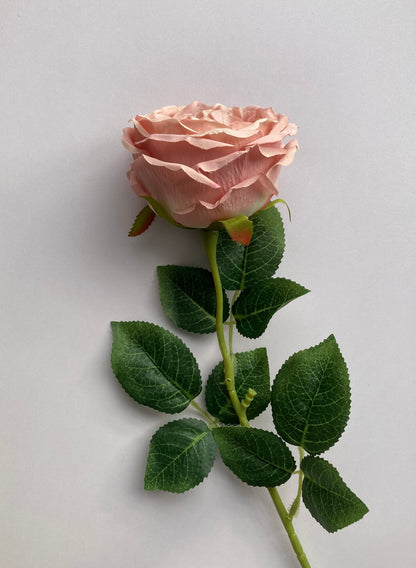 Soft Pink Open Rose