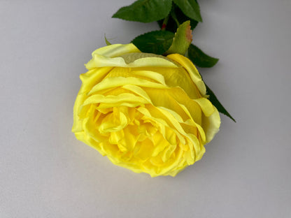 Yellow Open Rose