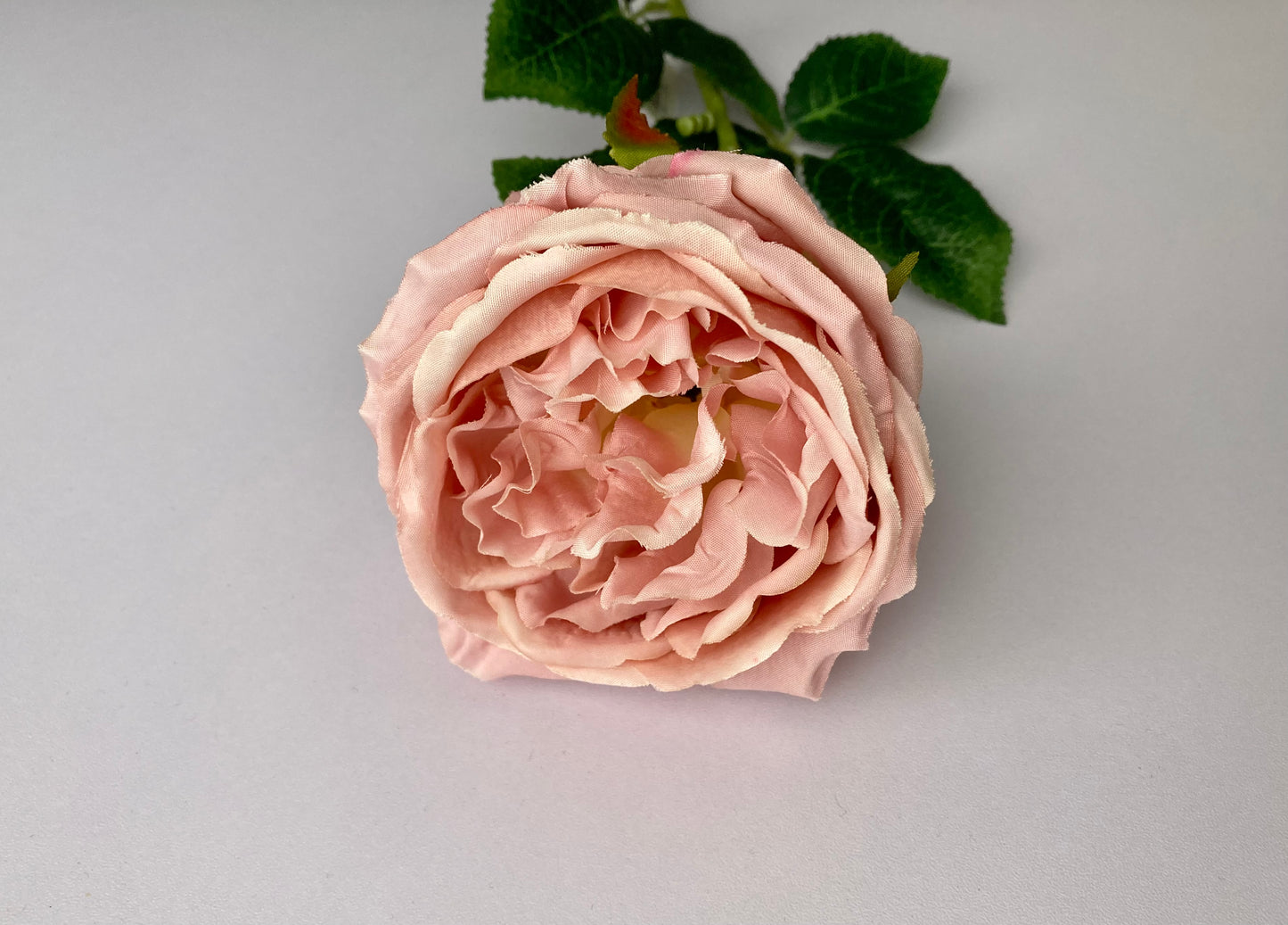 Soft Pink Open Rose