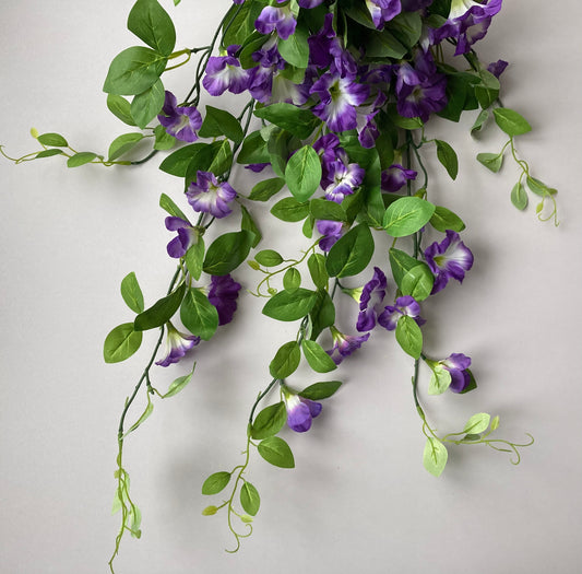 Purple Morning Glory Trailing