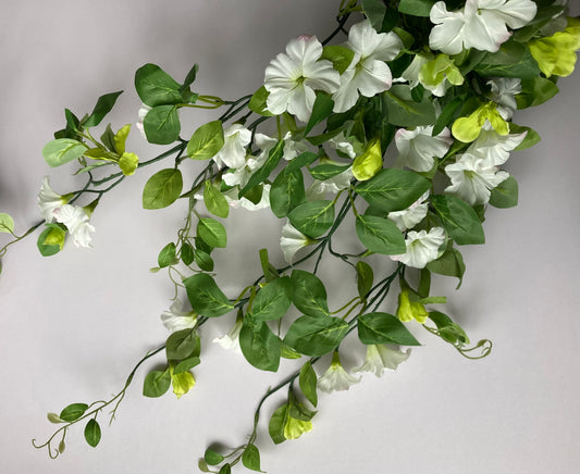 White Morning Glory Trailing