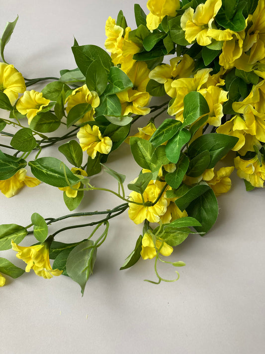 Yellow Morning Glory Trailing