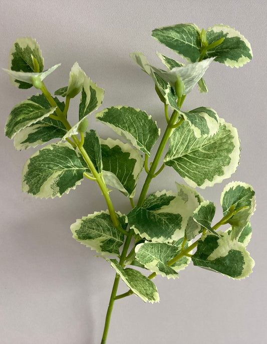 Variegated Patchouli Leaf Spray