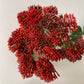 Deep Red Sedum Spray