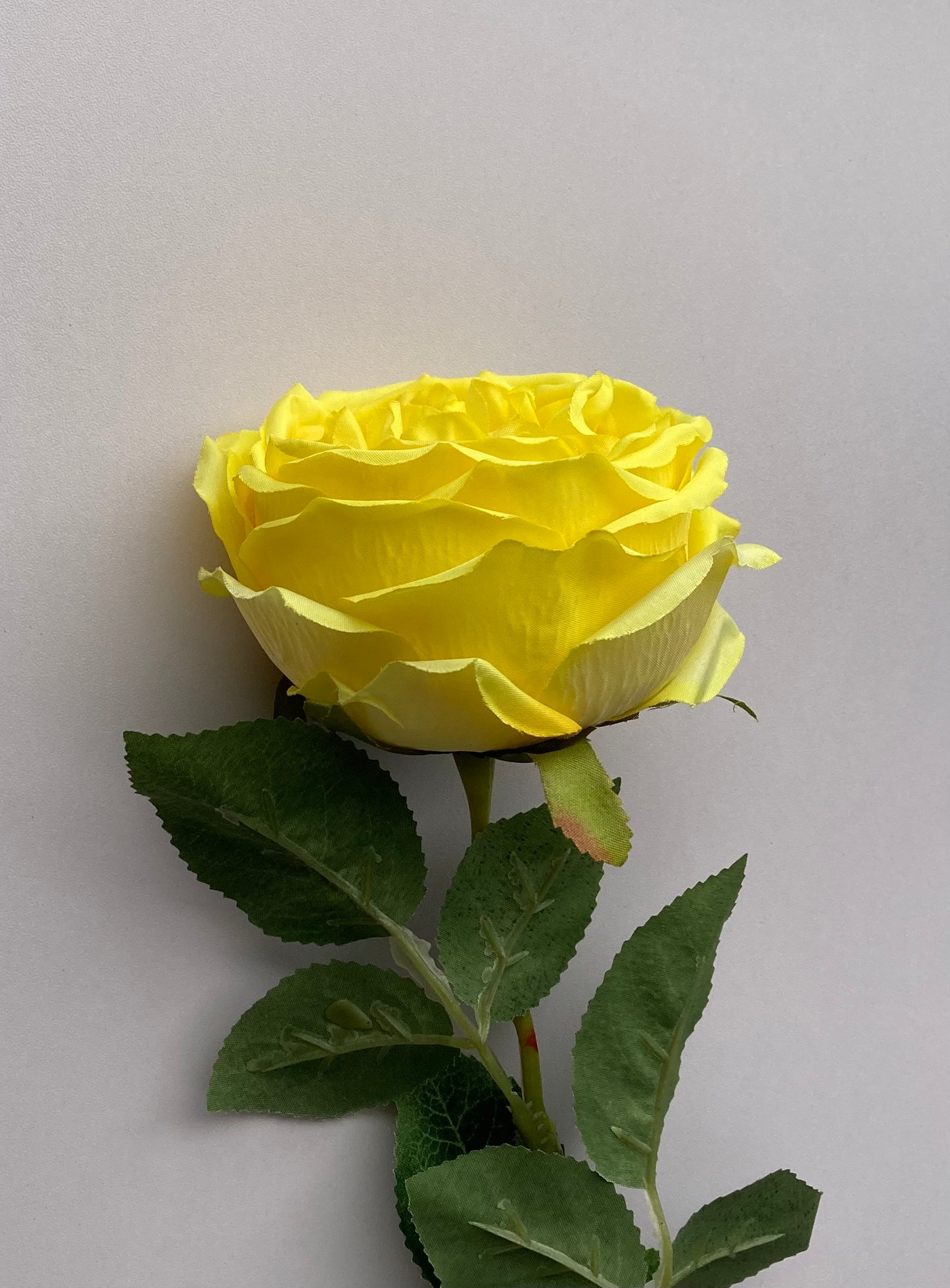 Yellow Open Rose