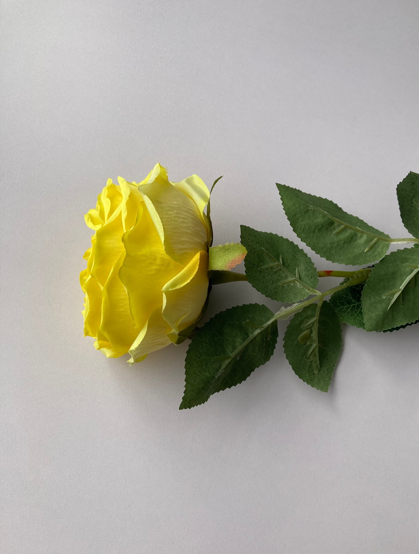 Yellow Open Rose