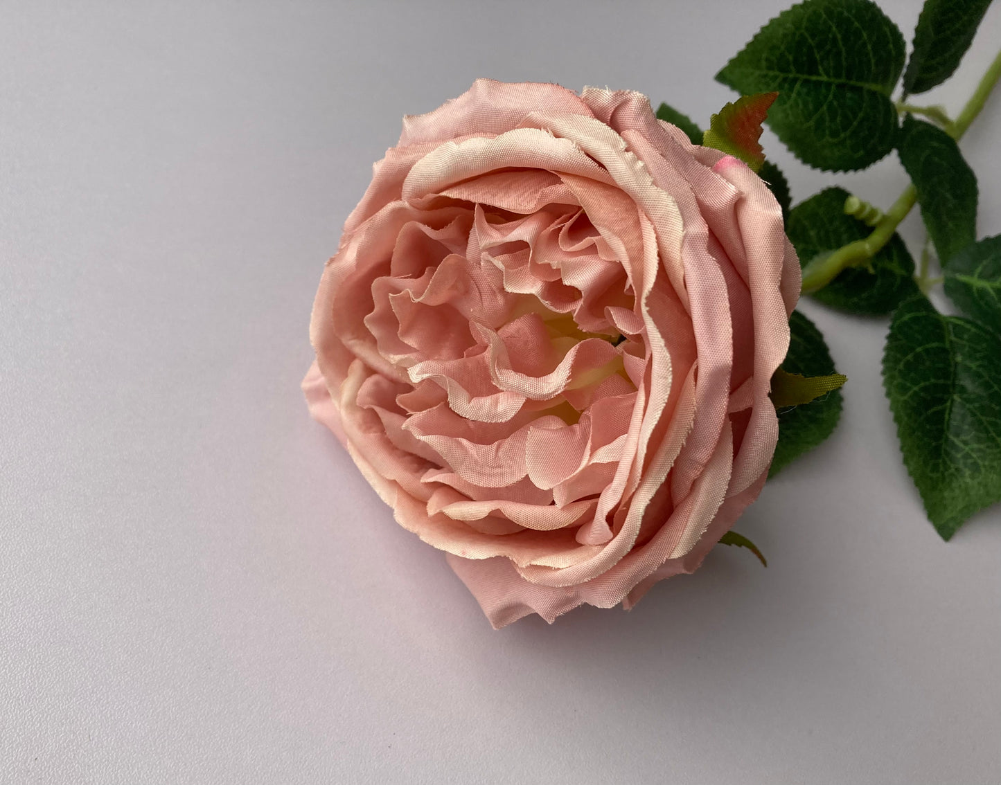 Soft Pink Open Rose