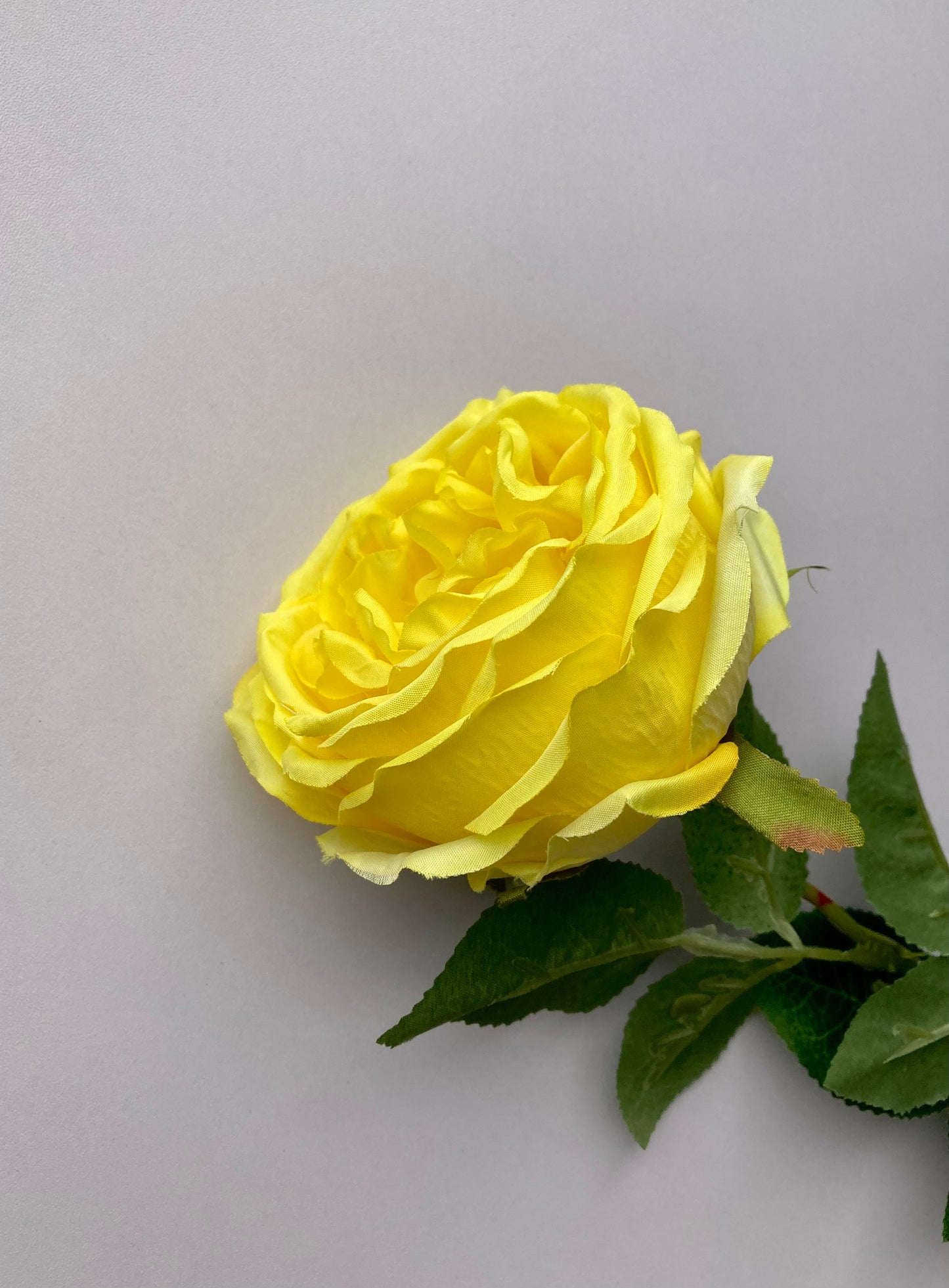 Yellow Open Rose